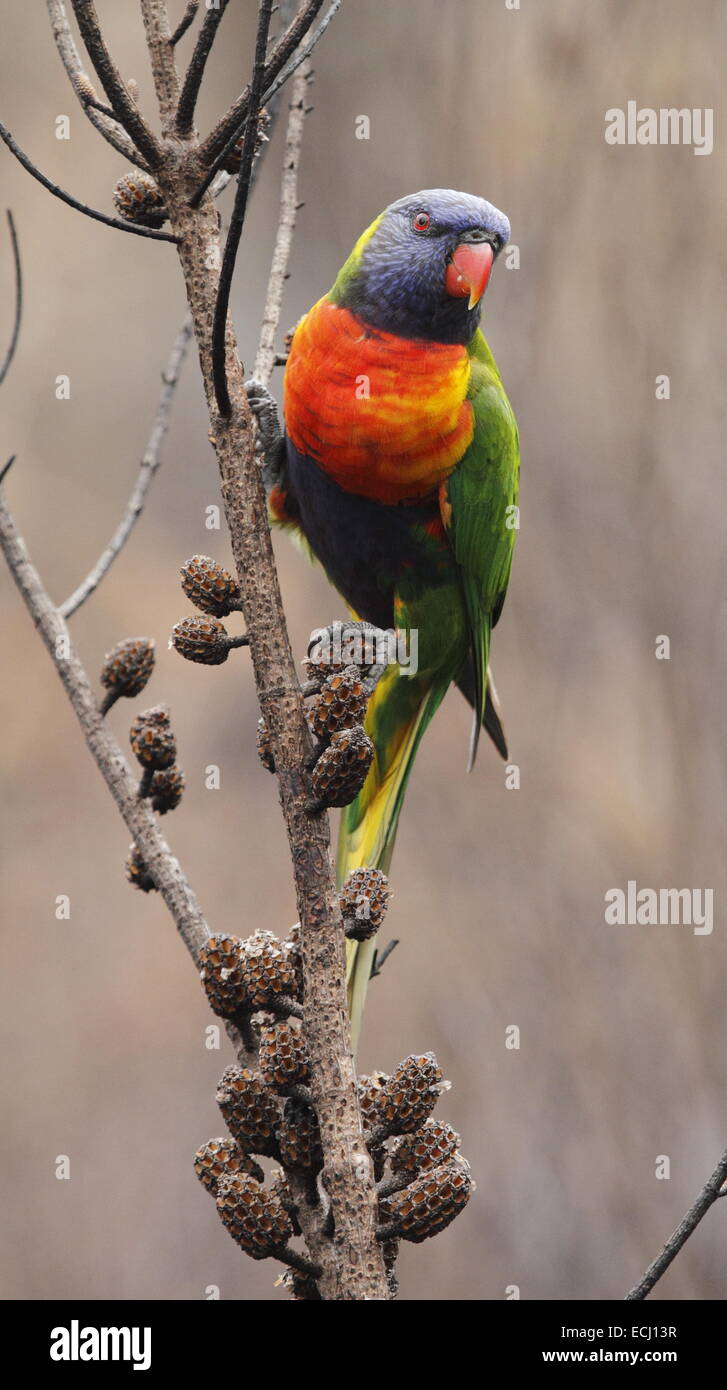 Rainbow lorikeet, trichoglossus haematodus, singolo adulto mangiare da baccelli di semi aperta dal fuoco Foto Stock