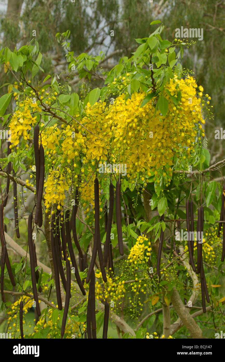 Lunghi racemi di fiori gialli, lungo baccelli di semi e foglie verdi di Cassia fistola, Golden Shower tree, floreali emblema della Thailandia Foto Stock