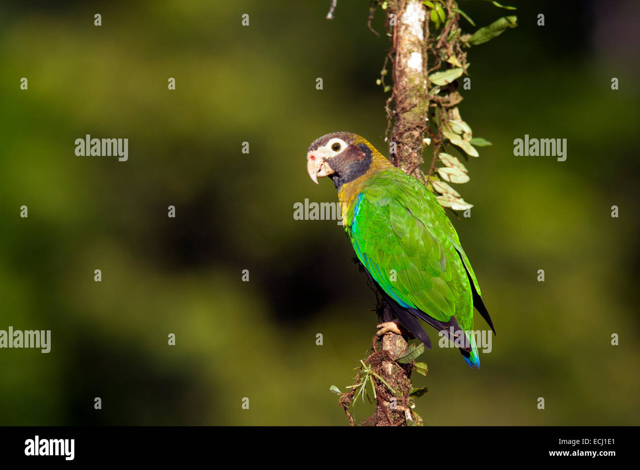 Marrone-incappucciati Parrot (Pyrilia haematotis) - La Laguna del Lagarto Lodge - Boca Tapada, San Carlos Costa Rica Foto Stock