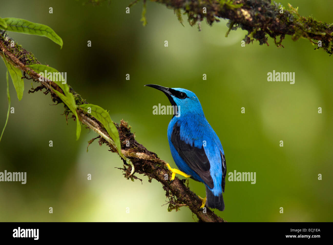 Shining Honeycreeper (maschio) - Boca Tapada, San Carlos; Costa Rica Foto Stock