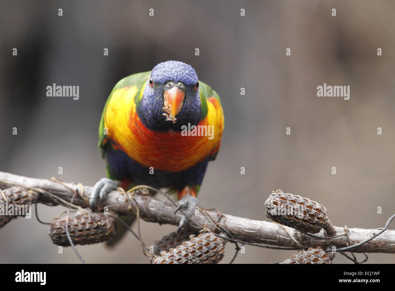 Rainbow lorikeet, trichoglossus haematodus, singolo adulto mangiare da baccelli di semi aperta dal fuoco Foto Stock