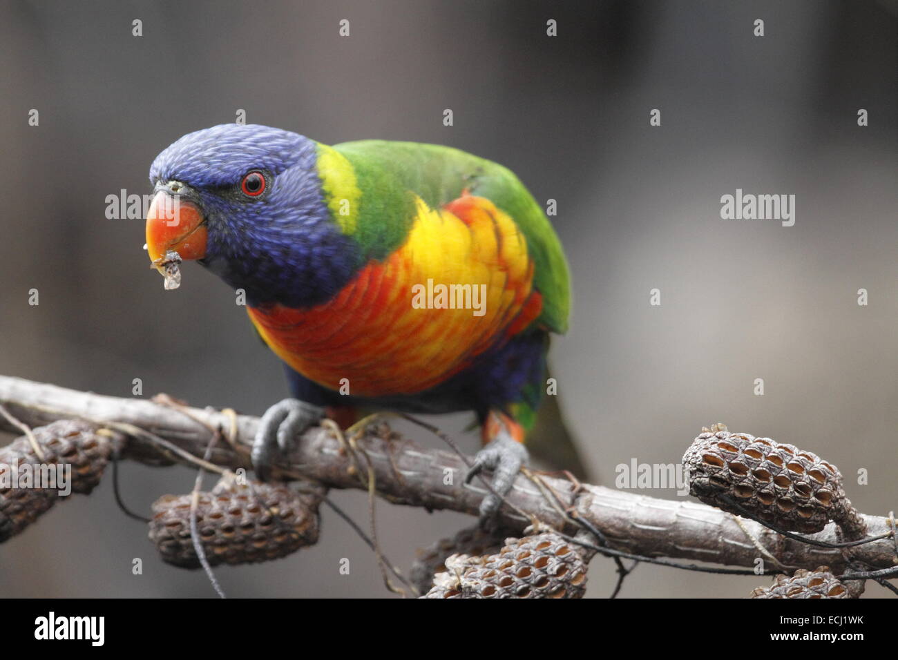 Rainbow lorikeet, trichoglossus haematodus, singolo adulto mangiare da baccelli di semi aperta dal fuoco Foto Stock