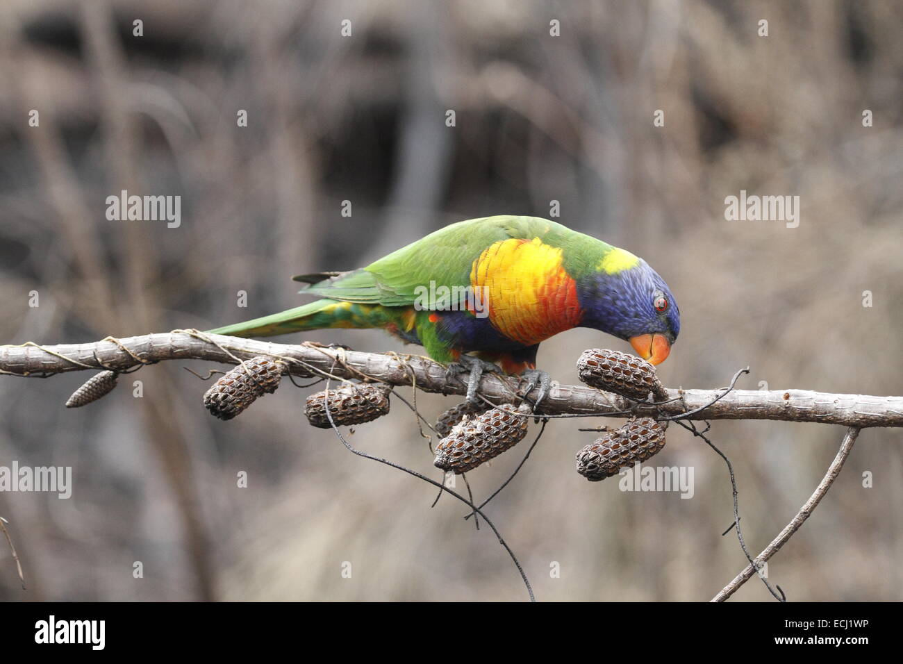 Rainbow lorikeet, trichoglossus haematodus, singolo adulto mangiare da baccelli di semi aperta dal fuoco Foto Stock