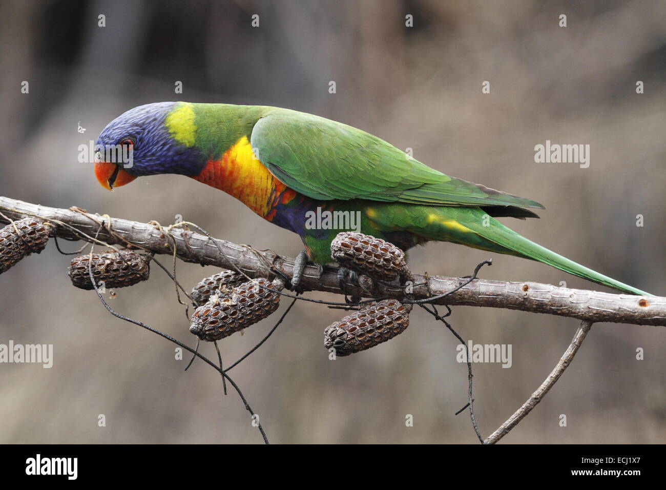 Rainbow lorikeet, trichoglossus haematodus, singolo adulto mangiare da baccelli di semi aperta dal fuoco Foto Stock