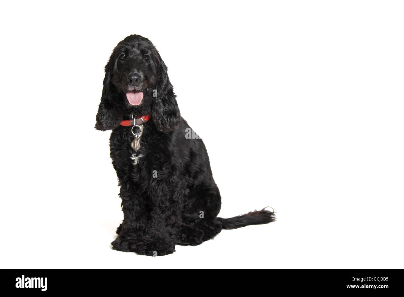 English cocker spaniel contro uno sfondo bianco preparato per cut-out. Foto Stock
