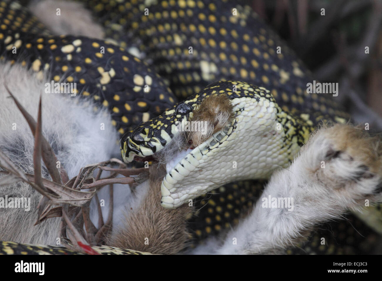 Diamond Python Morelia spilota spilota la frantumazione di un coniglio Foto Stock