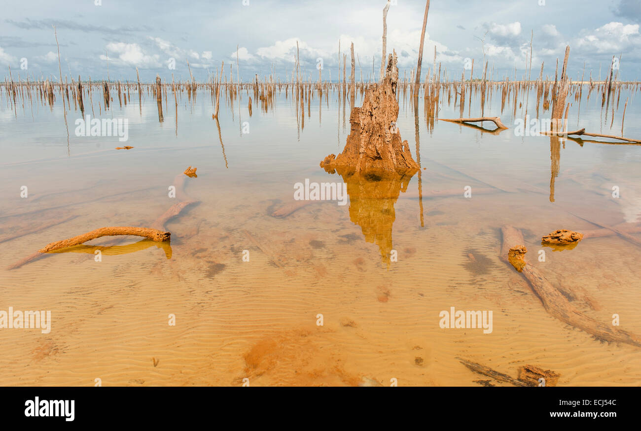 Tronchi di alberi sono gli unici resti di foresta pluviale inondata di costruire il lago Brokopondo, Blommensteinmeer, Suriname Foto Stock