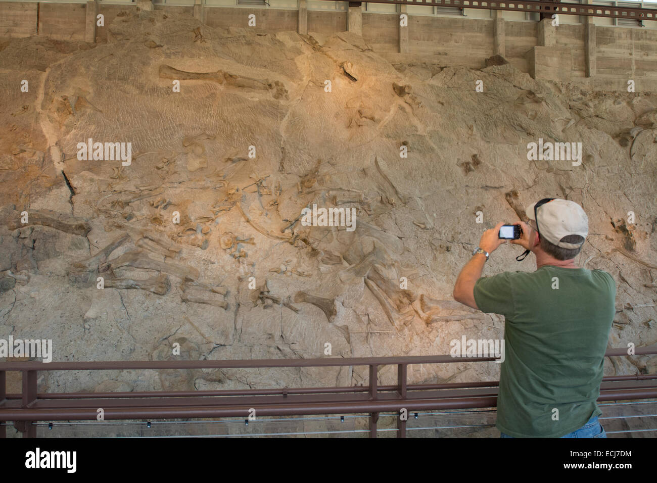 Un uomo fotografie fossili di dinosauro Foto Stock