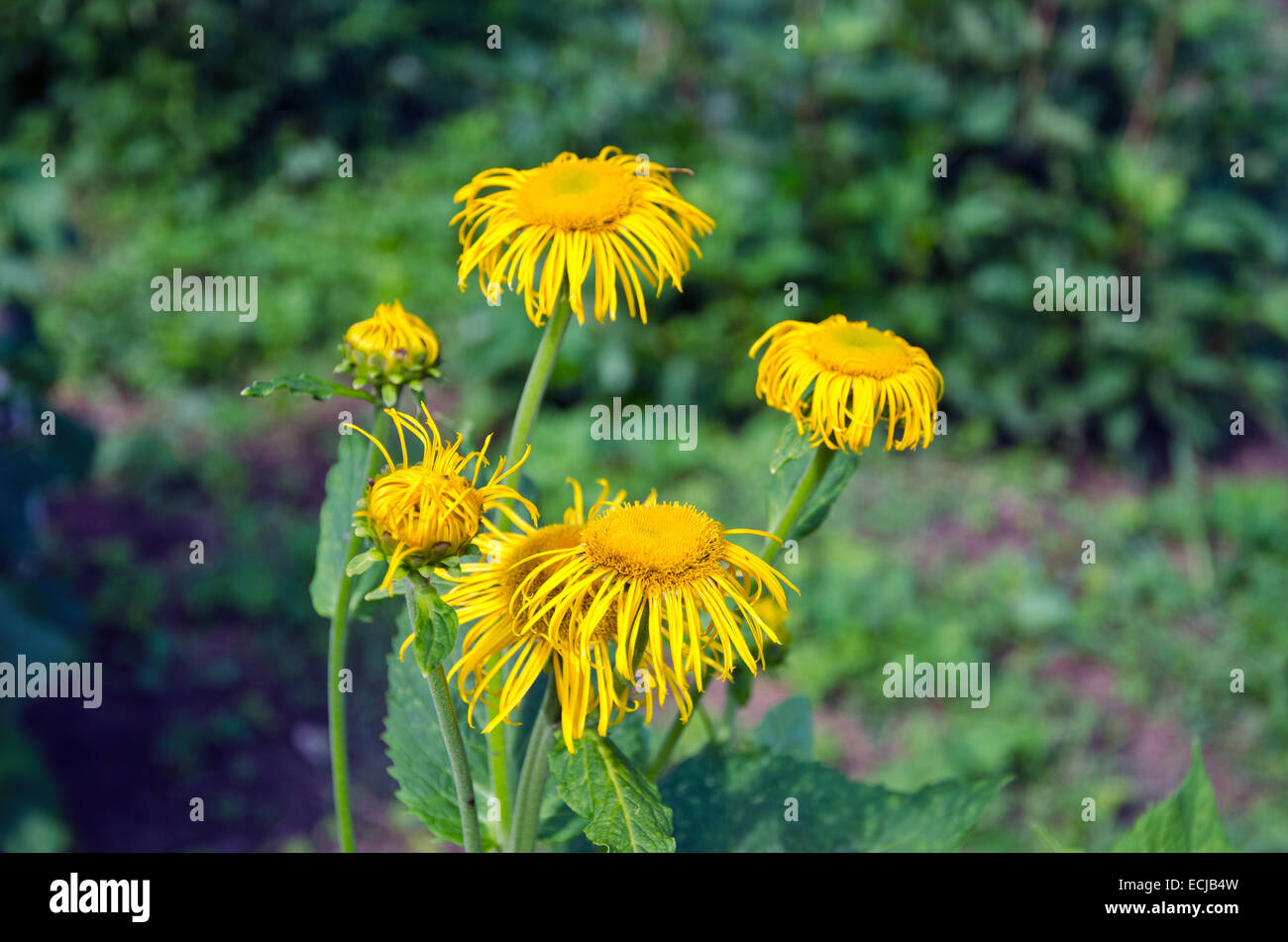 Bella estate enula (Inula helenium) impianto medico in fiore Foto Stock