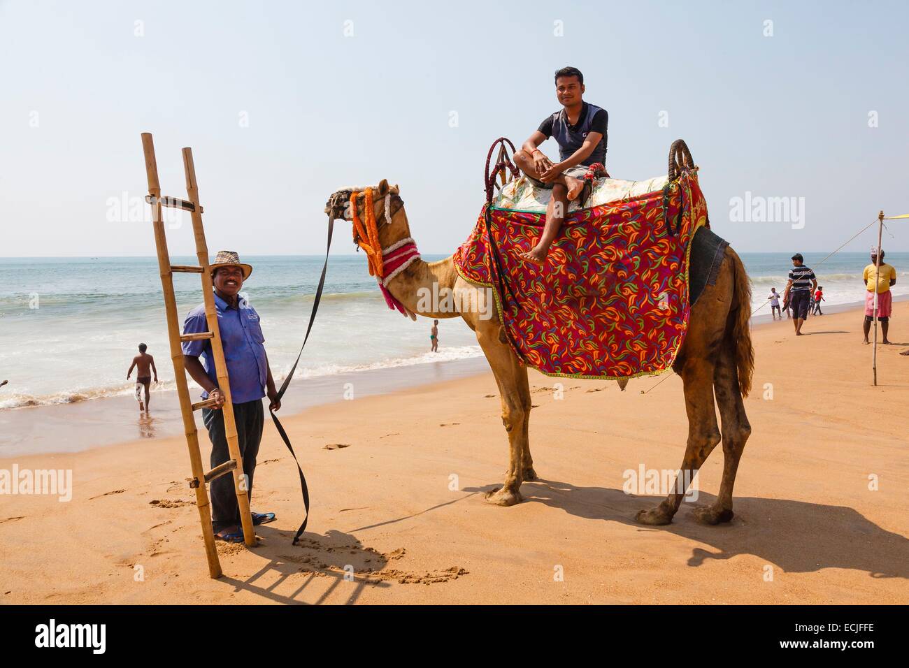 India, Odisha, Puri, cammello sulla spiaggia Foto Stock