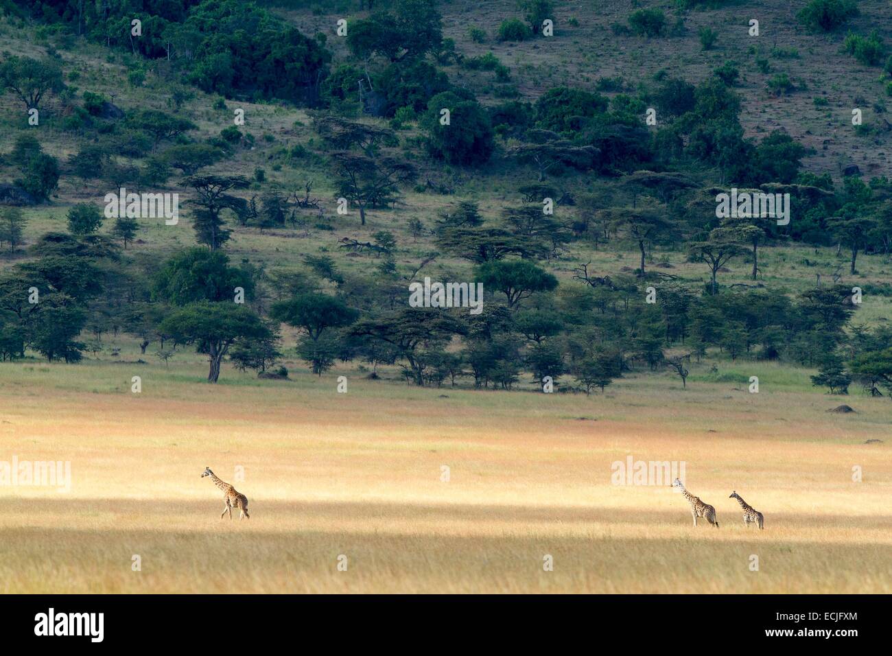 Kenia Masai Mara Game Reserve, Girafe masai (Giraffa camelopardalis), un gruppo nella savana in stagione secca Foto Stock