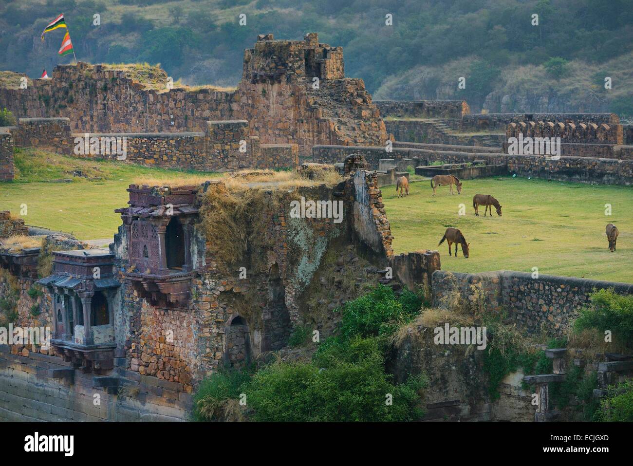 India Rajasthan, Ranthambore Fort, cavalli al pascolo Foto Stock
