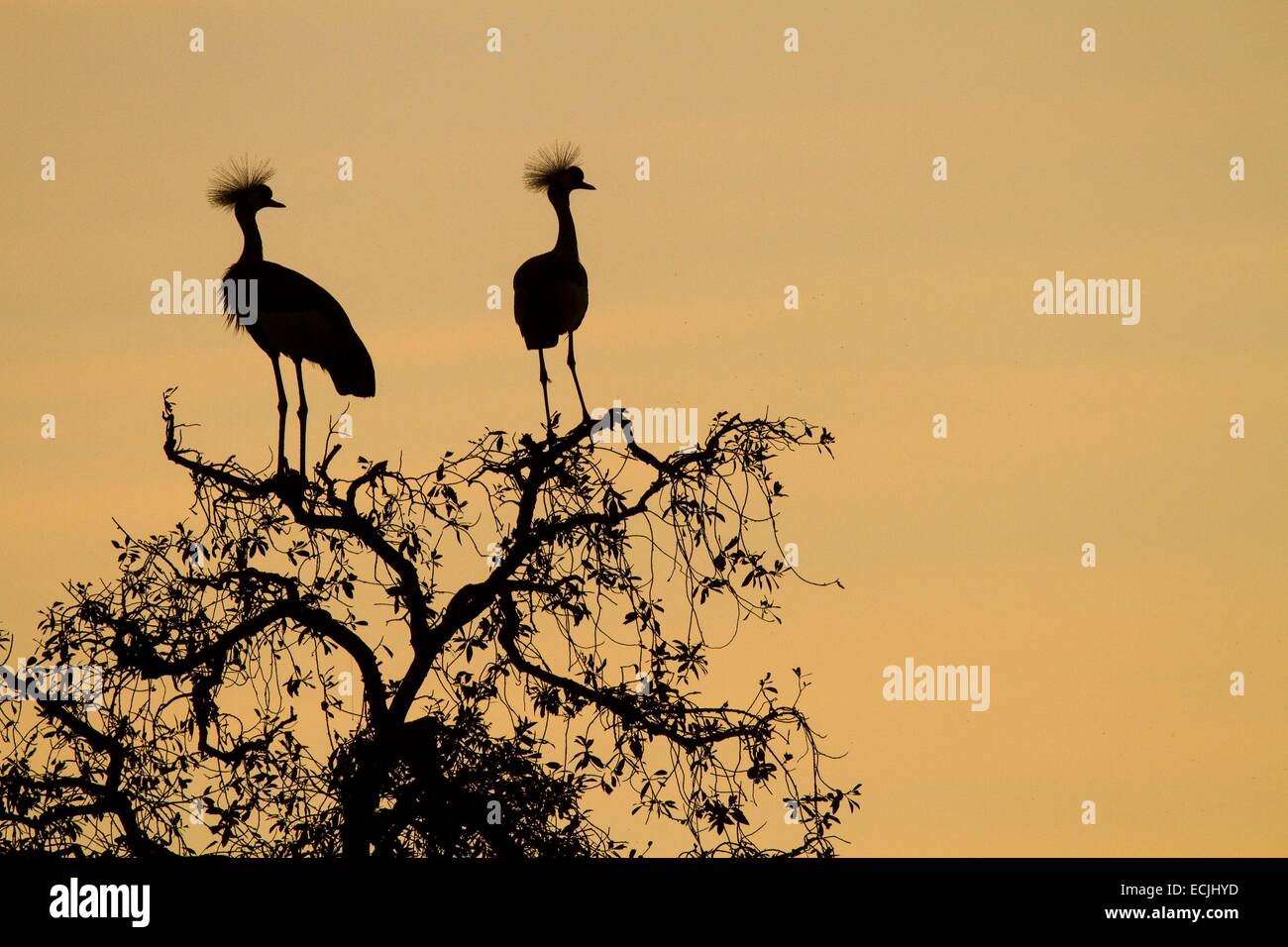 Kenya, Masai-Mara Game Reserve, crowned crane (Balearica regulorum gibbericeps), di sunrise Foto Stock