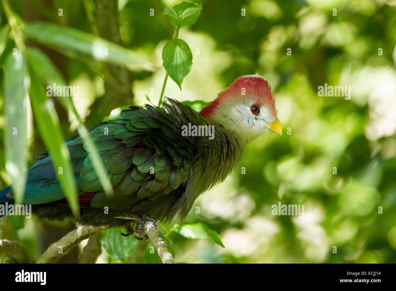 Francia, Mainet Loire, Doue La Fontaine zoo, rosso-crested's Turaco (Tauraco erythrolophus) Foto Stock