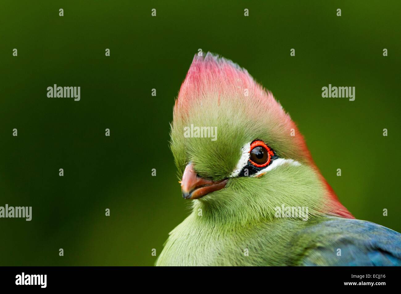 Francia, Mainet Loire, Doue La Fontaine zoo, rosso-crested's Turaco (Tauraco erythrolophus) Foto Stock