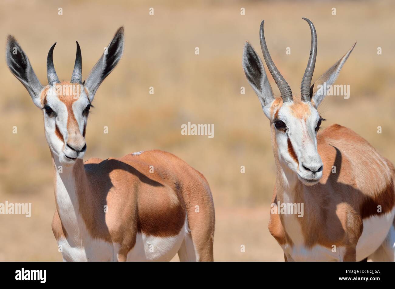 Springboks (Antidorcas marsupialis), adulti e giovani, Kgalagadi Parco transfrontaliero, Northern Cape, Sud Africa e Africa Foto Stock