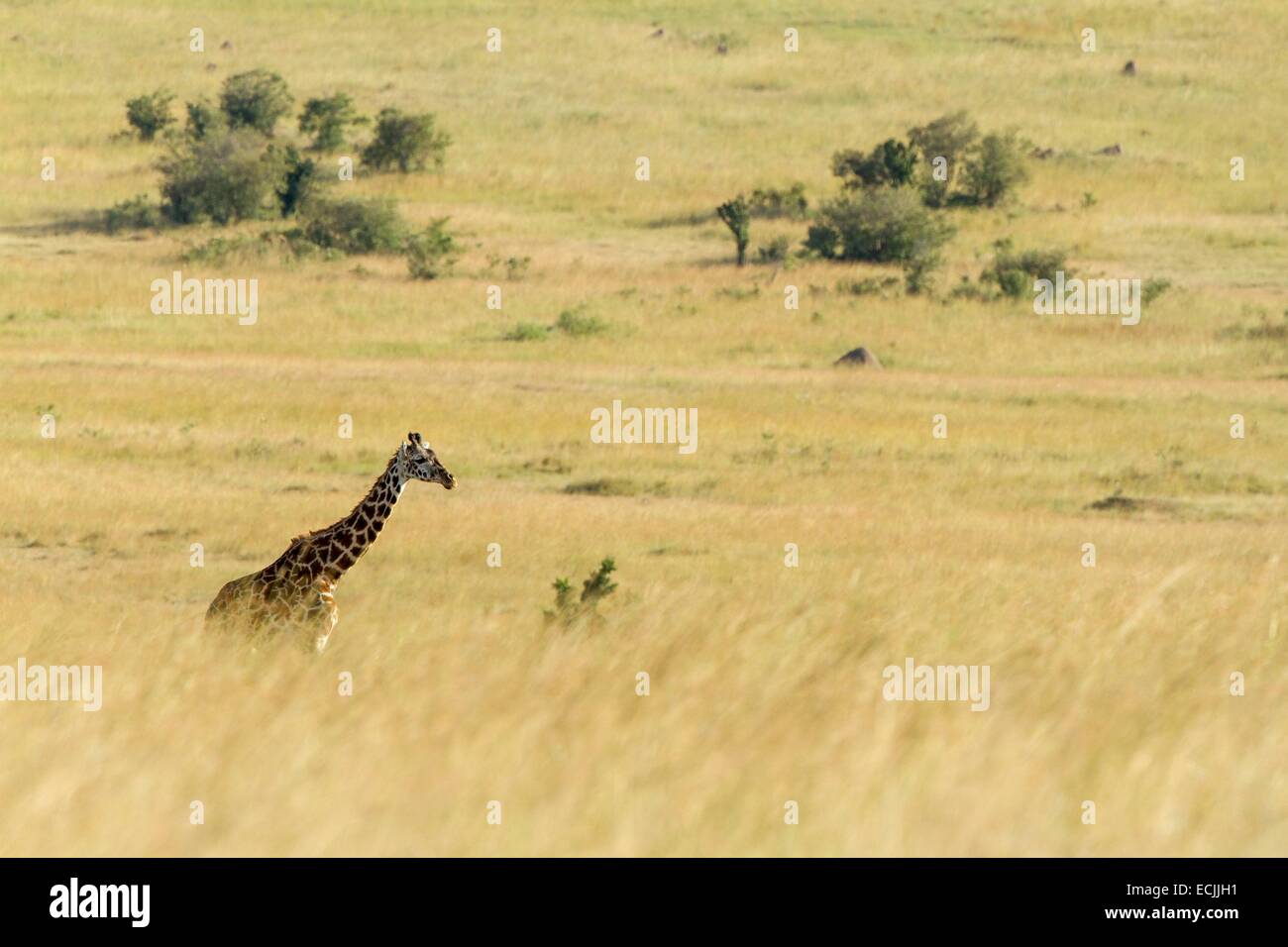 Kenya, Masai-Mara Game Reserve, Girafe masai (Giraffa camelopardalis), uno nella savana in stagione secca Foto Stock