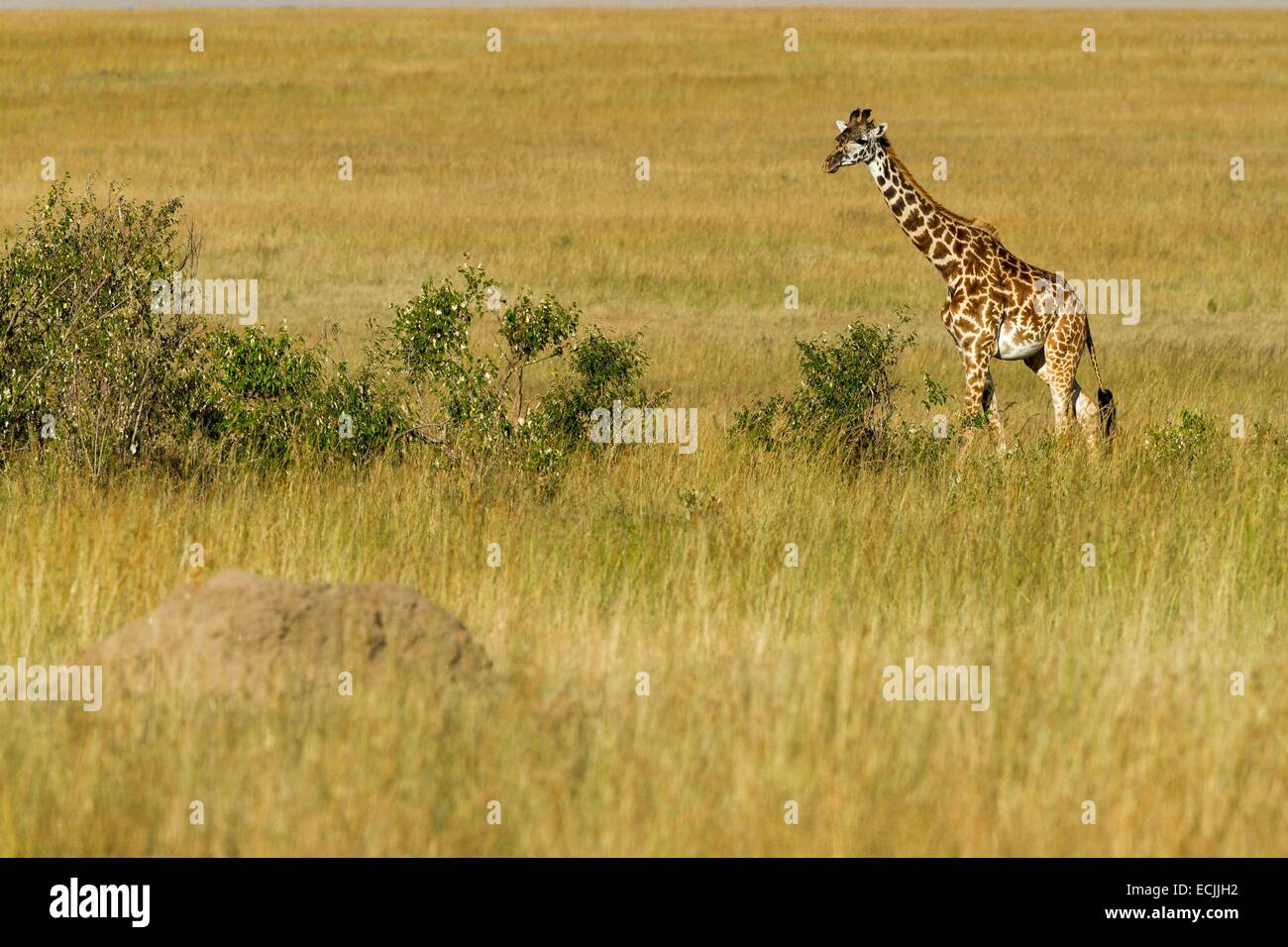 Kenya, Masai-Mara Game Reserve, Girafe masai (Giraffa camelopardalis), uno nella savana in stagione secca Foto Stock