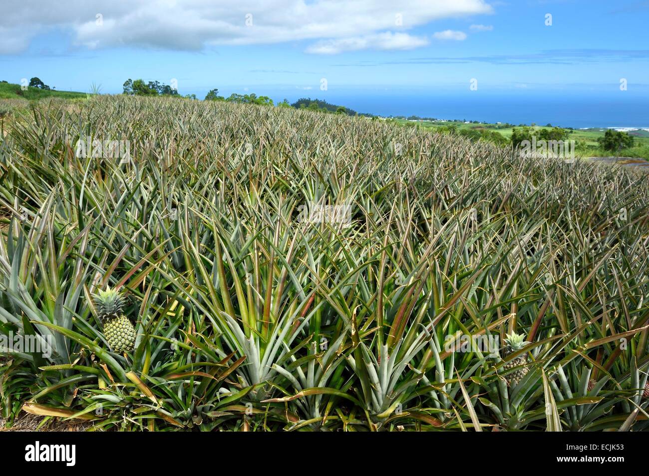 Francia, isola di Reunion (dipartimento francese d' oltremare), Le tampone, Victoria piantagione di ananas Foto Stock