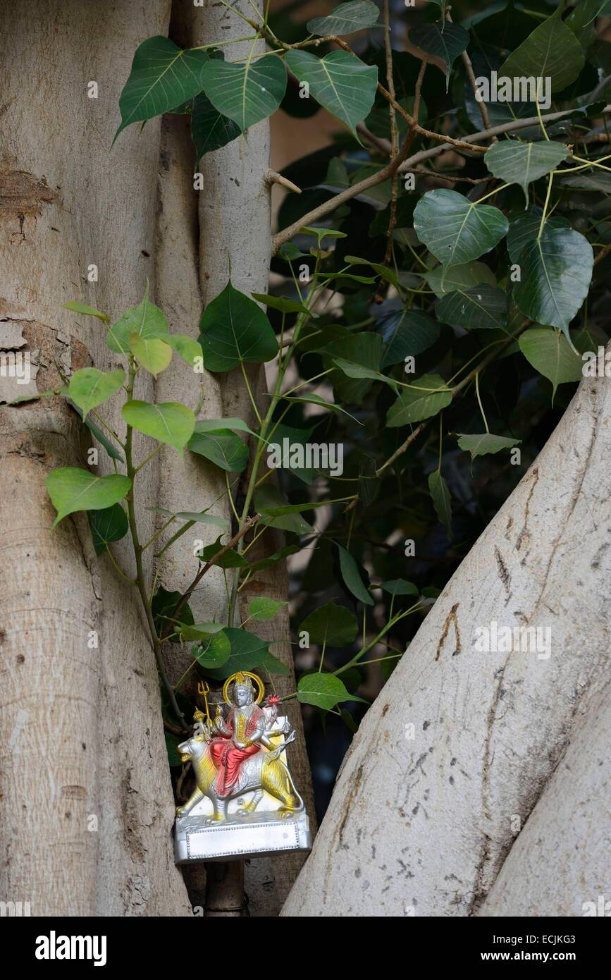 India Rajasthan, Jaisalmer, Pipal (Bodhi tree) e la statua della dea Durga Foto Stock
