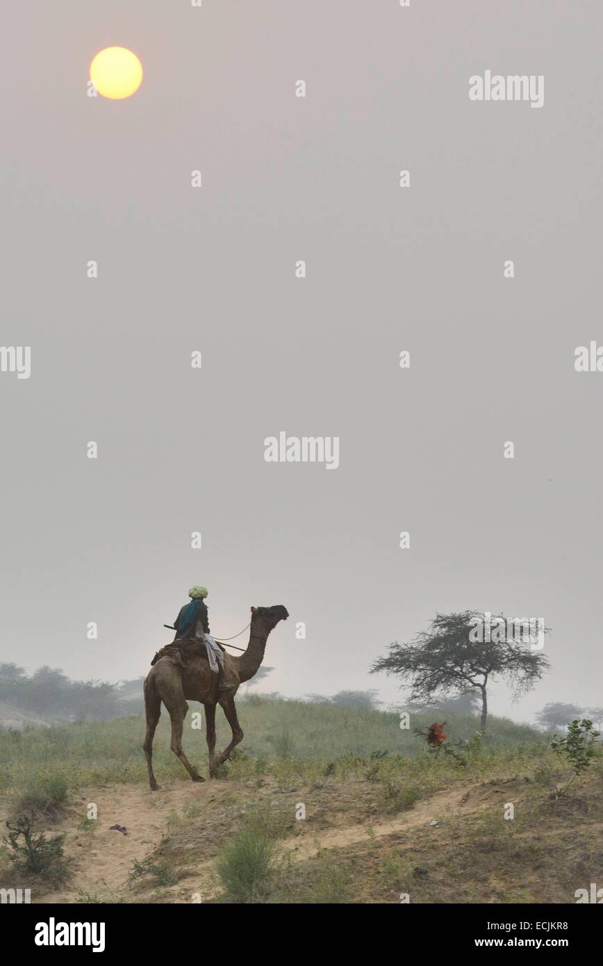 India Rajasthan, Pushkar dintorni, driver cammello al tramonto Foto Stock