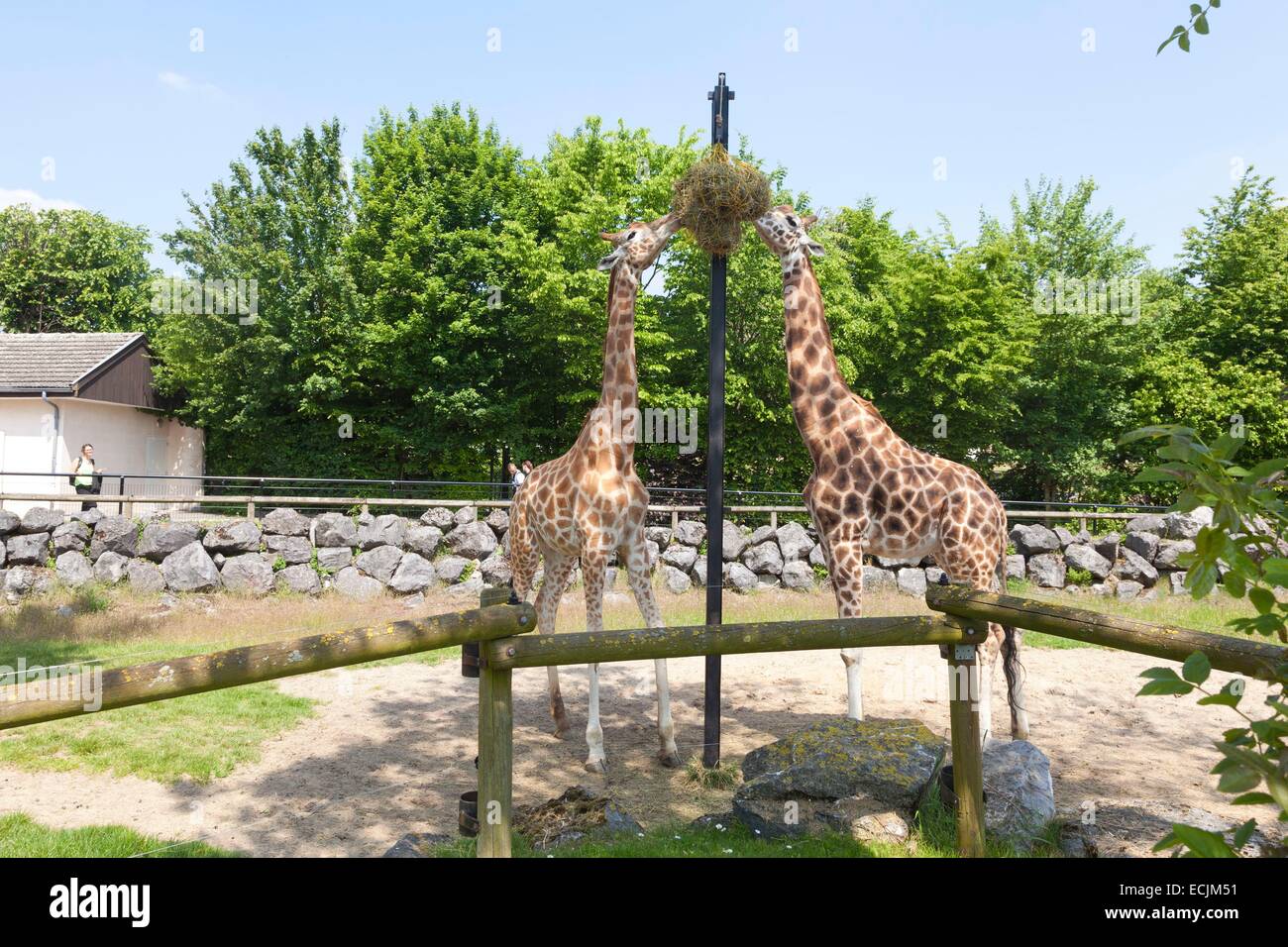 Francia, Nord, Maubeuge, Maubeuge zoo, giraffe giraffa Rothschild e Niger mangiare Foto Stock