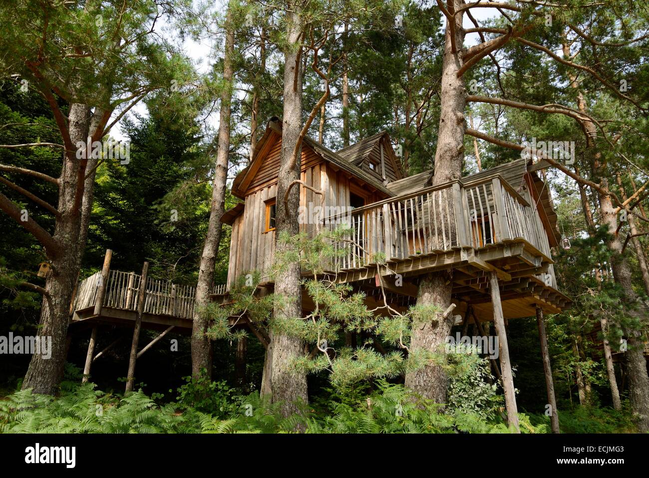 Francia, Vosges, Champdray, Nids des Vosges, treehouse in alberi Foto Stock