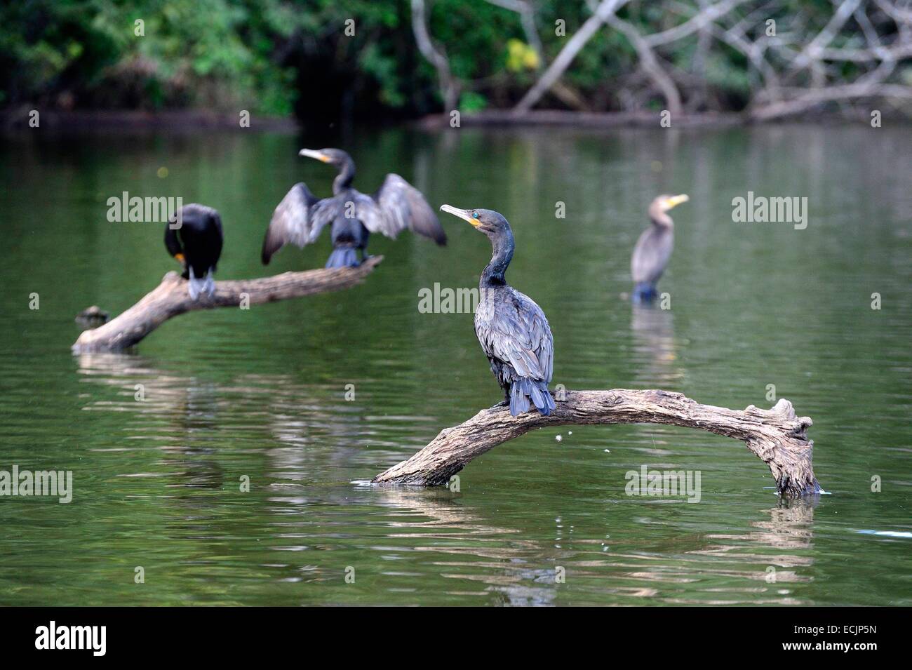 Il Perù, di Madre de Dios dipartimento, Amazon, Puerto Maldonado, Tambopata National Reserve, Lago Sandoval, cormorani Foto Stock