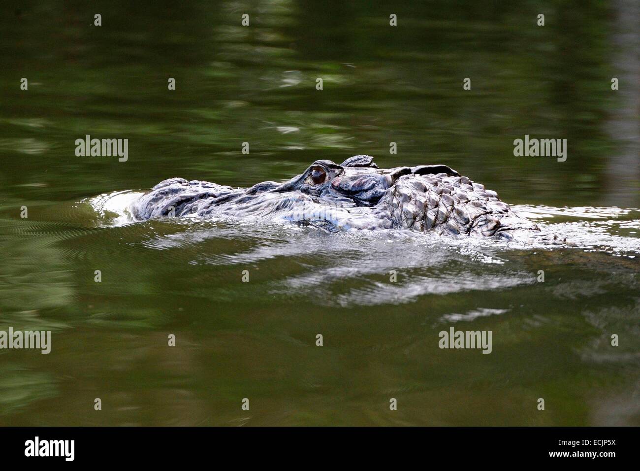 Il Perù, di Madre de Dios dipartimento, Amazon, Puerto Maldonado, Tambopata National Reserve, caimano nero (Melanosuchus niger) Foto Stock