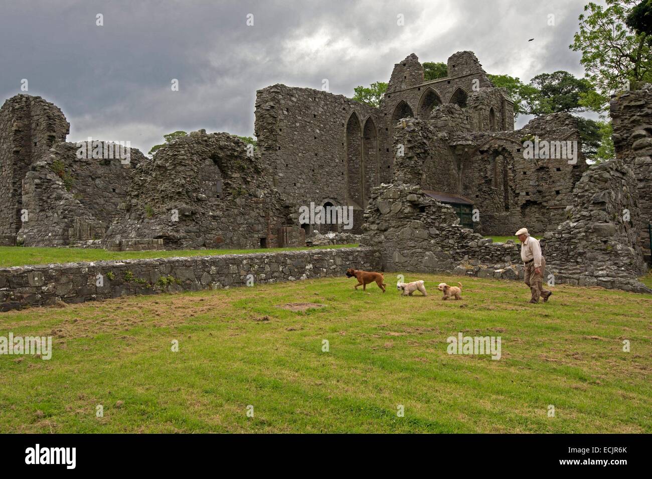 Regno Unito e Irlanda del Nord, County Down, le rovine monastiche a Inch Abbey sono state stampate in i gemelli e il Riverlands, l'hoster Tully funerale è stato impostato qui, ed è inoltre il luogo dove il Segugio e Arya partirono verso la Forcella rossa Foto Stock
