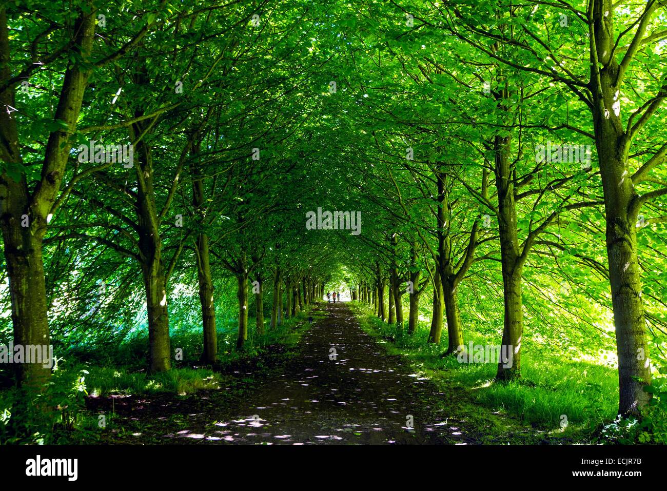 Regno Unito e Irlanda del Nord, County Down, Strangford, il Castle Ward station wagon Foto Stock