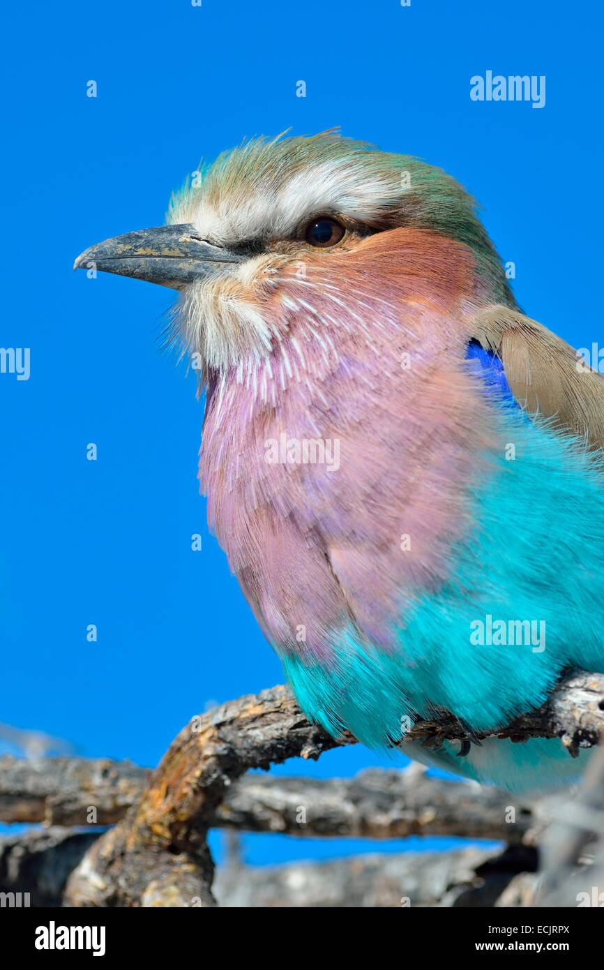 Lilla-breasted rullo (Coracias caudatus), appollaiato su un ramo, il Parco Nazionale di Etosha, Namibia, Africa Foto Stock