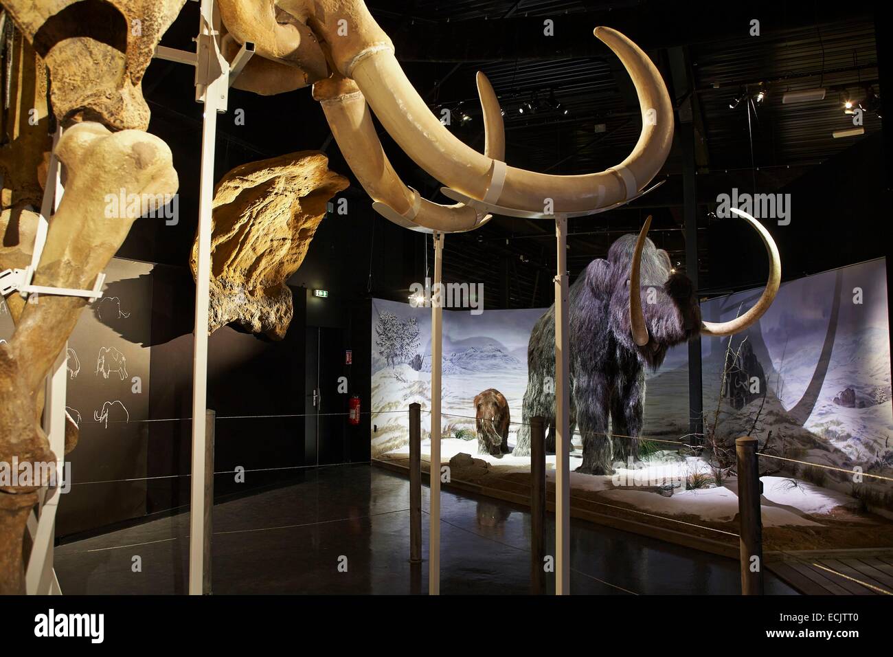 Francia, Ariège, Tarascon, parco preistorico, Area museografici, giganti di Ice Age, lo scheletro di mammut lanosi (Mammuthus primigenius) Foto Stock