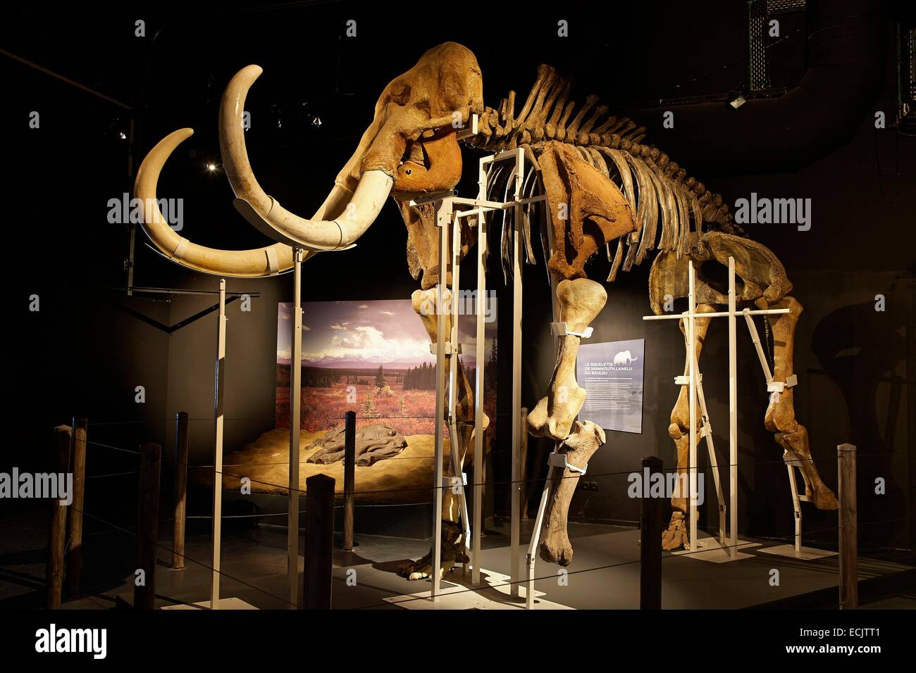 Francia, Ariège, Tarascon, parco preistorico, Area museografici, giganti di Ice Age, lo scheletro di mammut lanosi (Mammuthus primigenius) Foto Stock