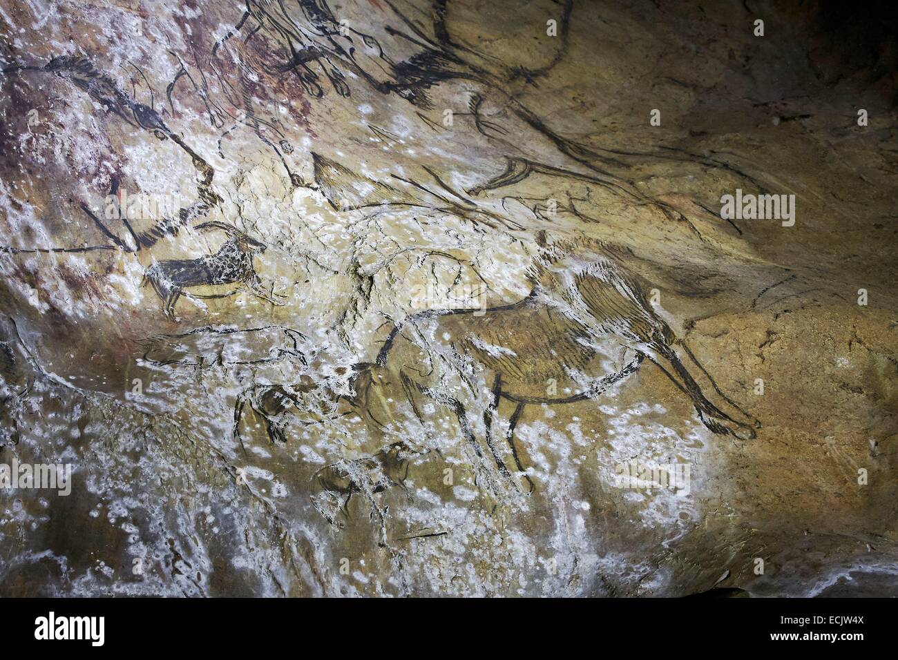 Francia, Ariège, grotte Niaux, Paleolitico Superiore, rappresentazioni di animali Magdalenian parietale Foto Stock
