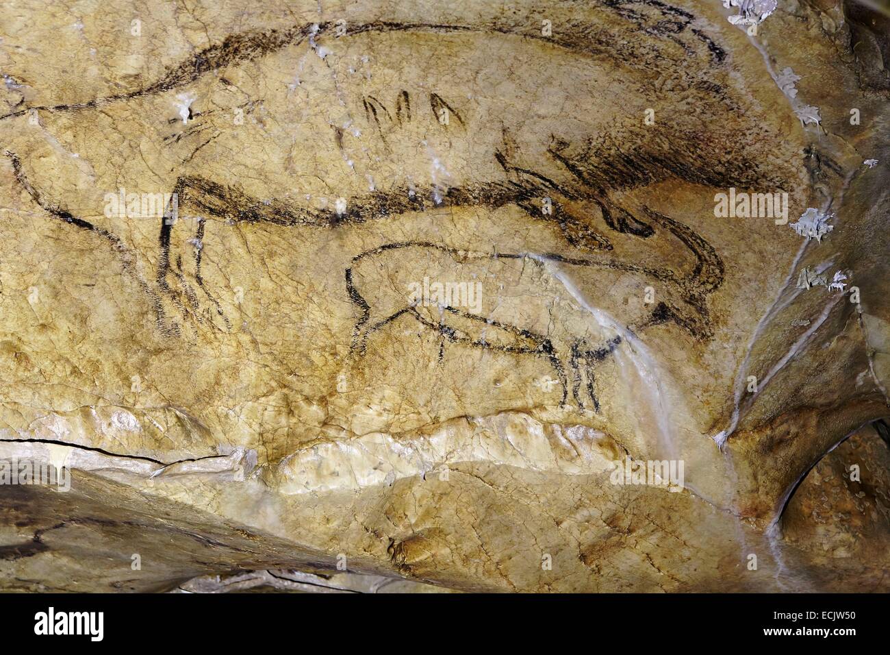 Francia, Ariège, grotte Niaux, Paleolitico Superiore, rappresentazioni di animali Magdalenian parietale Foto Stock