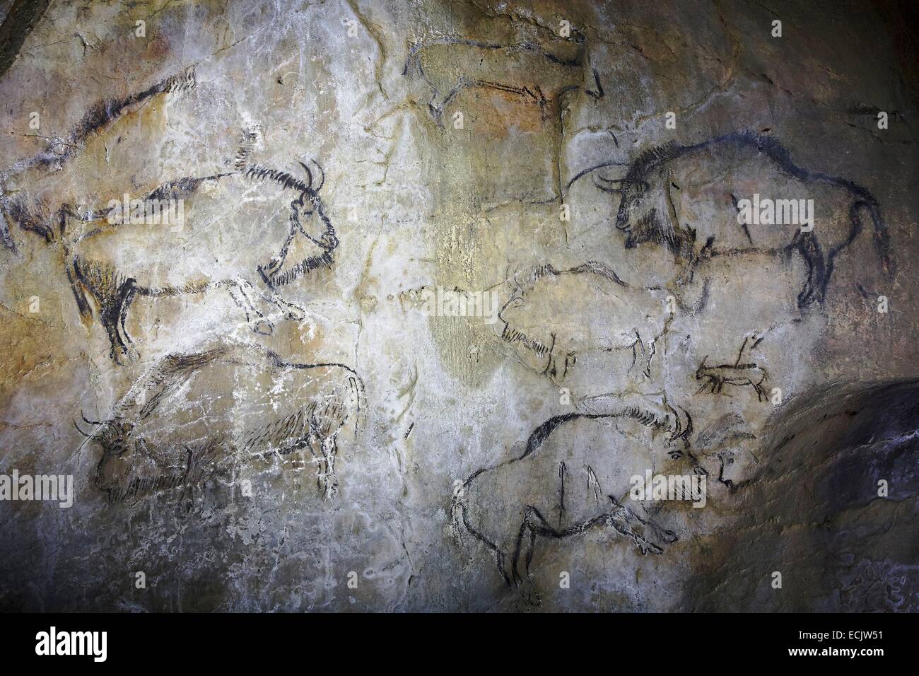 Francia, Ariège, grotte Niaux, Paleolitico Superiore, rappresentazioni di animali Magdalenian parietal, bisonti se nero Salon Foto Stock