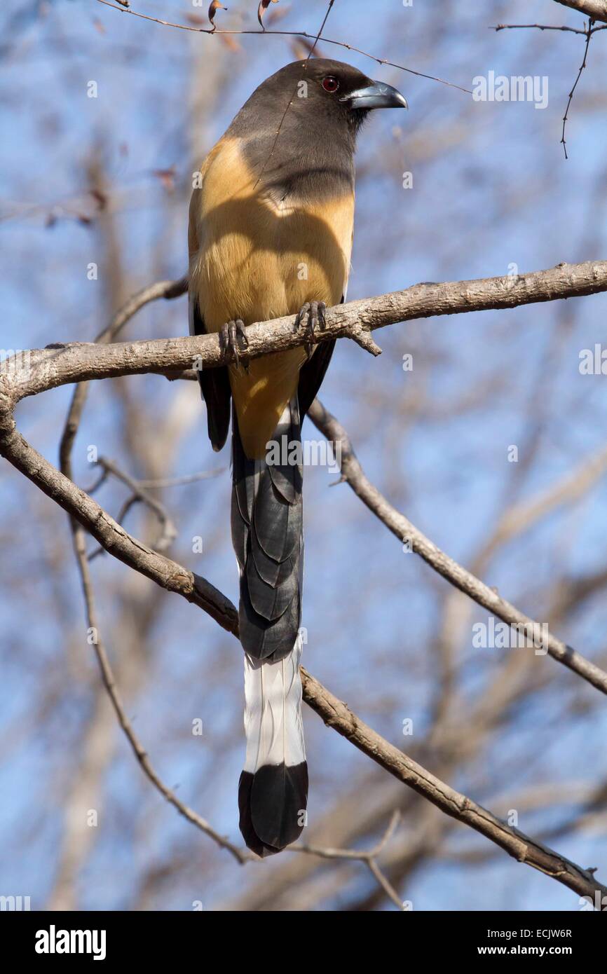 India Rajasthan, il parco nazionale di Ranthambore, Rufous Treepie (Dendrocitta vagabunda) Foto Stock