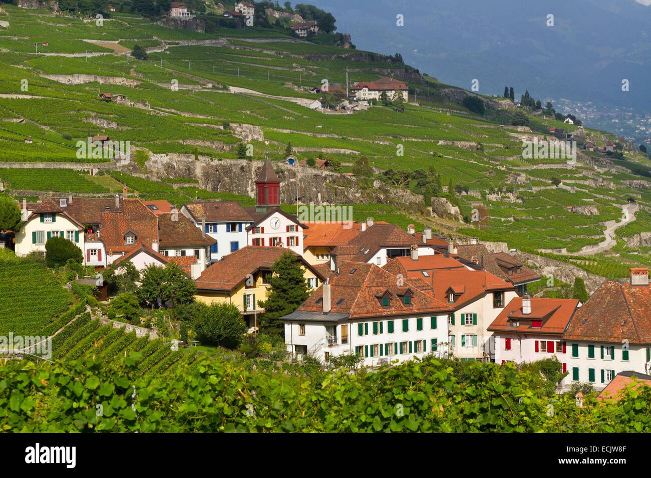 La Svizzera, nel Cantone di Vaud, vigneto di Lavaux terrazze sono classificati come patrimonio mondiale dall'UNESCO, si estende da Montreux a Losanna su 32km lungo il lago di Ginevra e 850ha abitato di Rivaz Foto Stock