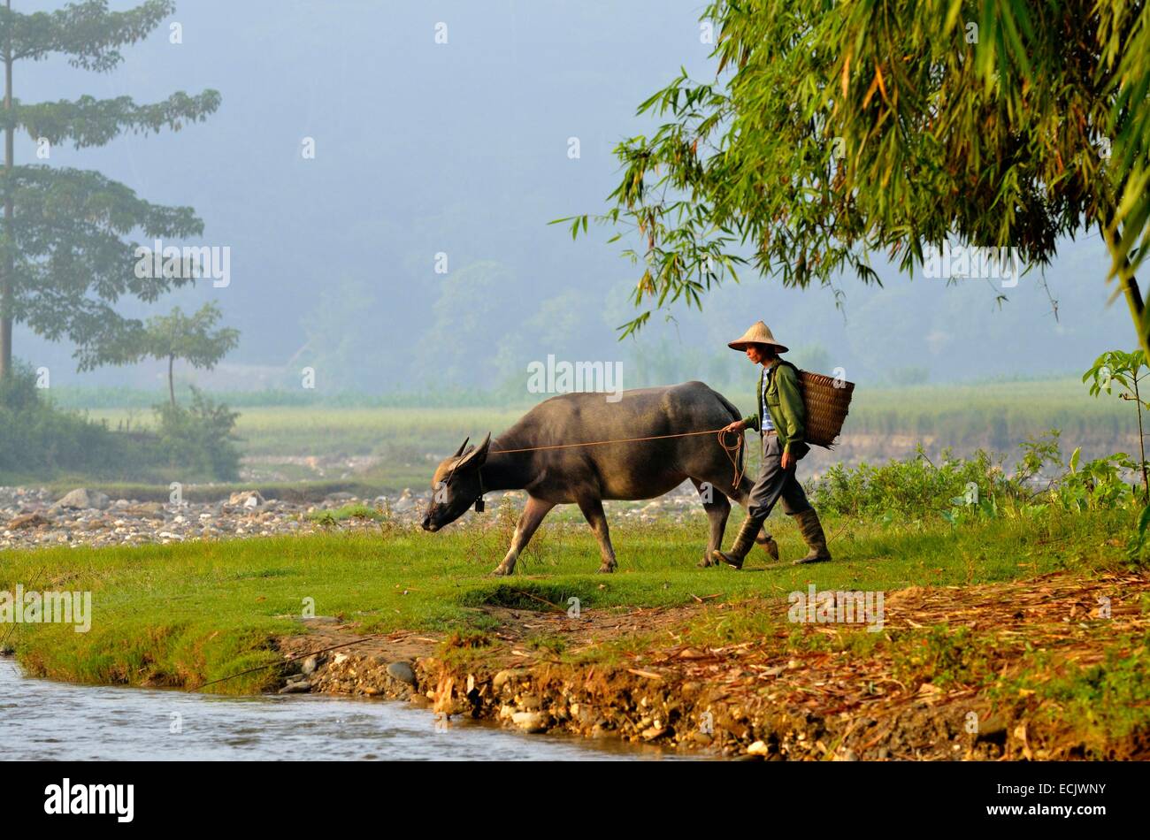 Il Vietnam, Lao Cai provincia, vicino a Bac Ha, l'uomo di Thai gruppo etnico prendendo il suo bufale per i campi Foto Stock