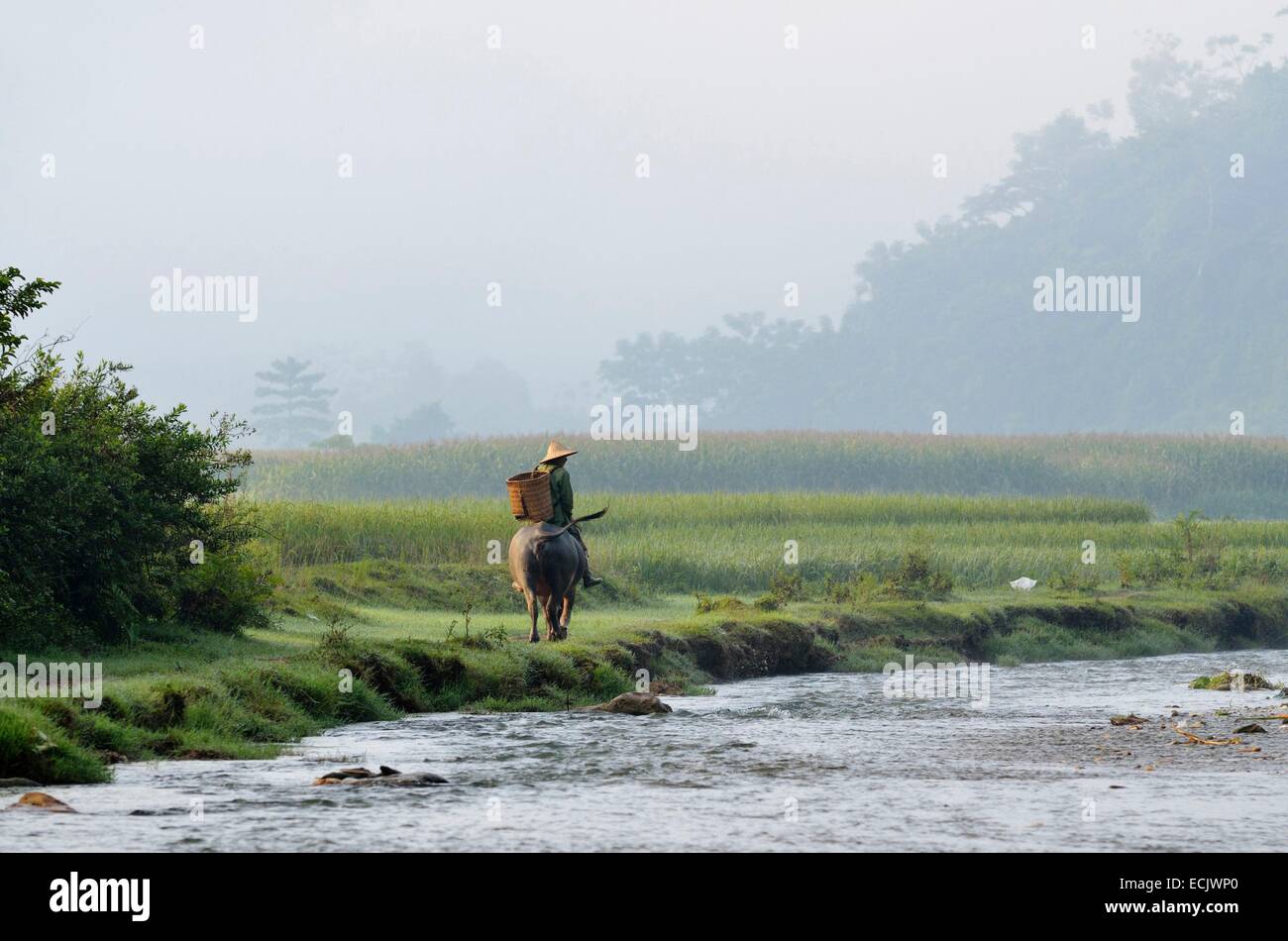 Il Vietnam, Lao Cai provincia, vicino a Bac Ha, l'uomo di Thai gruppo etnico prendendo il suo bufale per i campi Foto Stock
