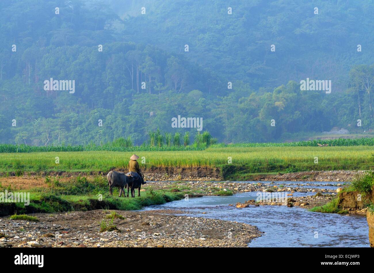 Il Vietnam, Lao Cai provincia, vicino a Bac Ha, l'uomo di Thai gruppo etnico prendendo il suo bufale per i campi Foto Stock