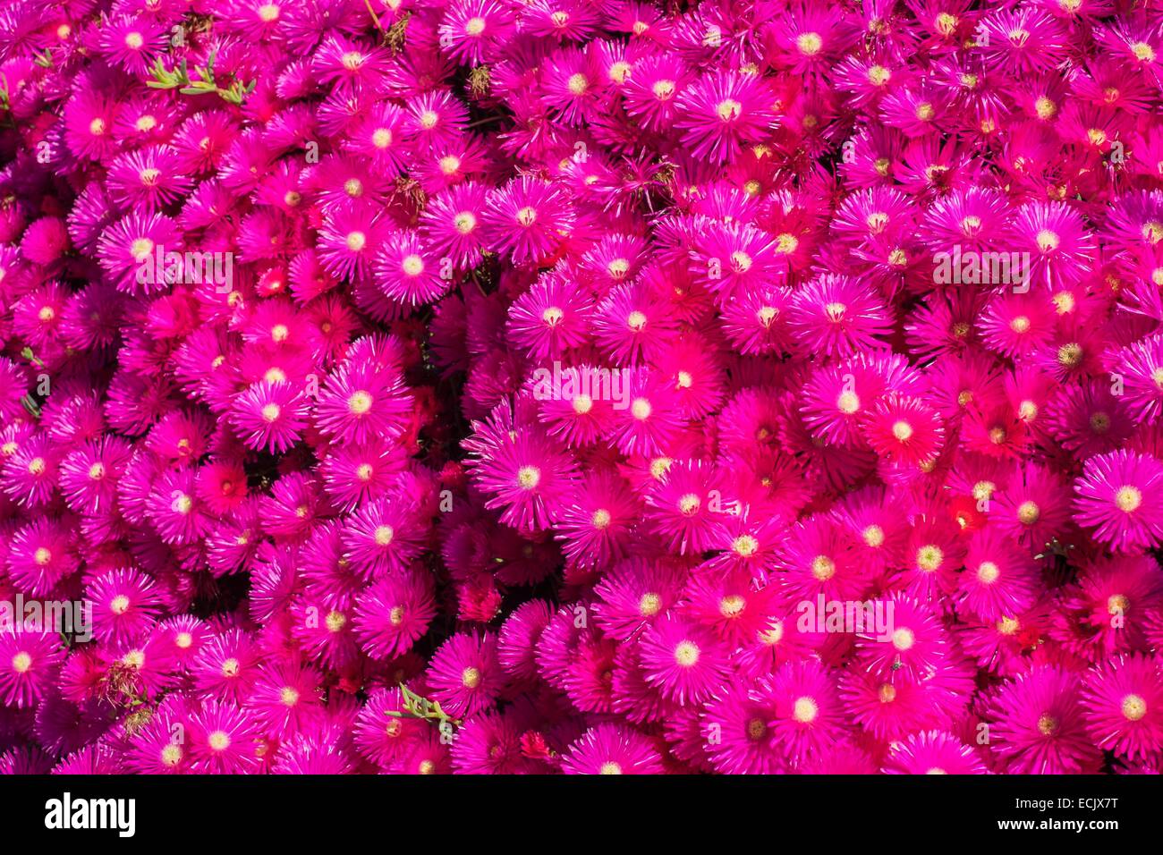 Il Portogallo, l'isola di Madeira, Aster dumosus Foto Stock