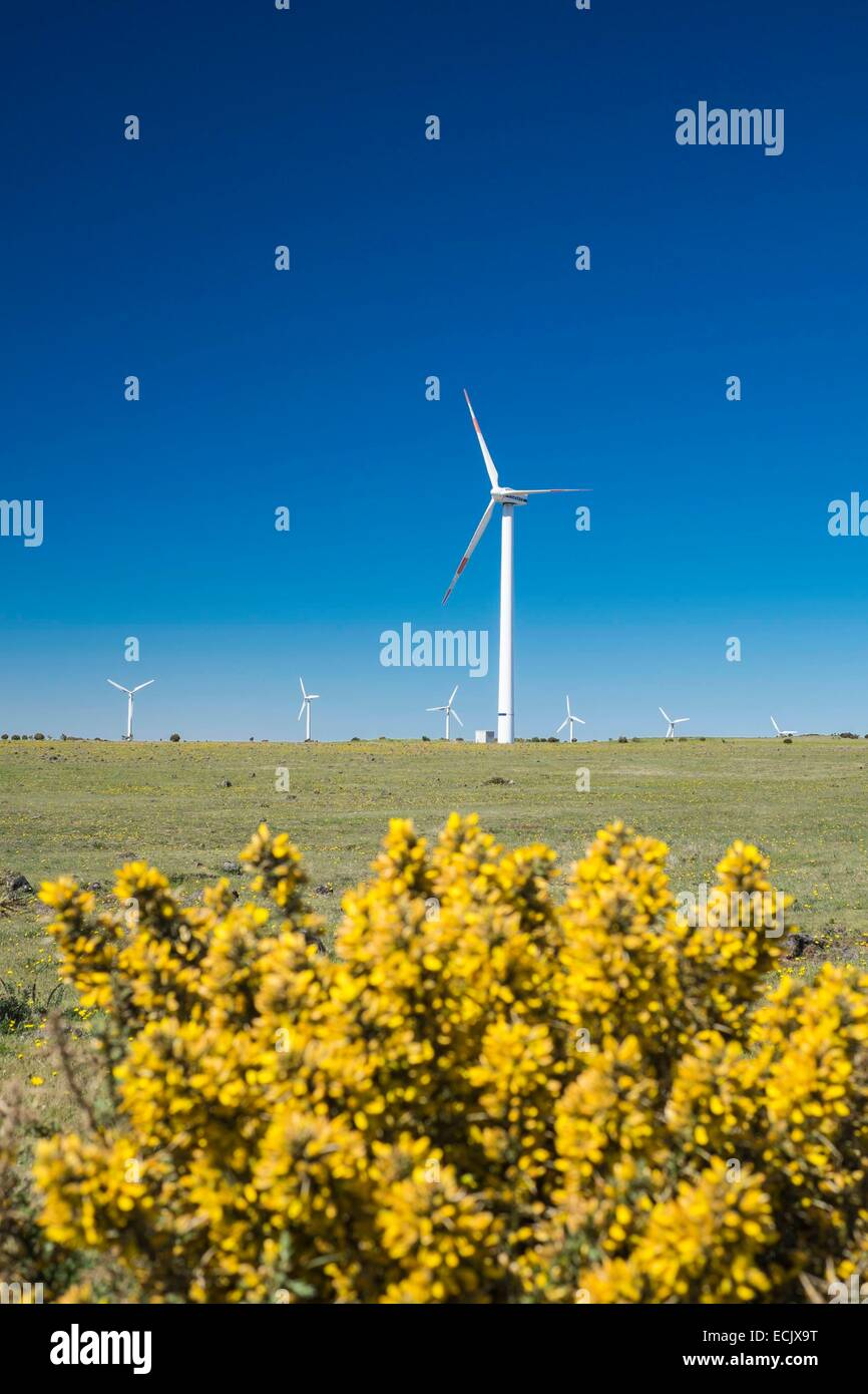 Il Portogallo, l'isola di Madeira, Paul da Serra altopiano nel centro dell'isola, wind farm Foto Stock