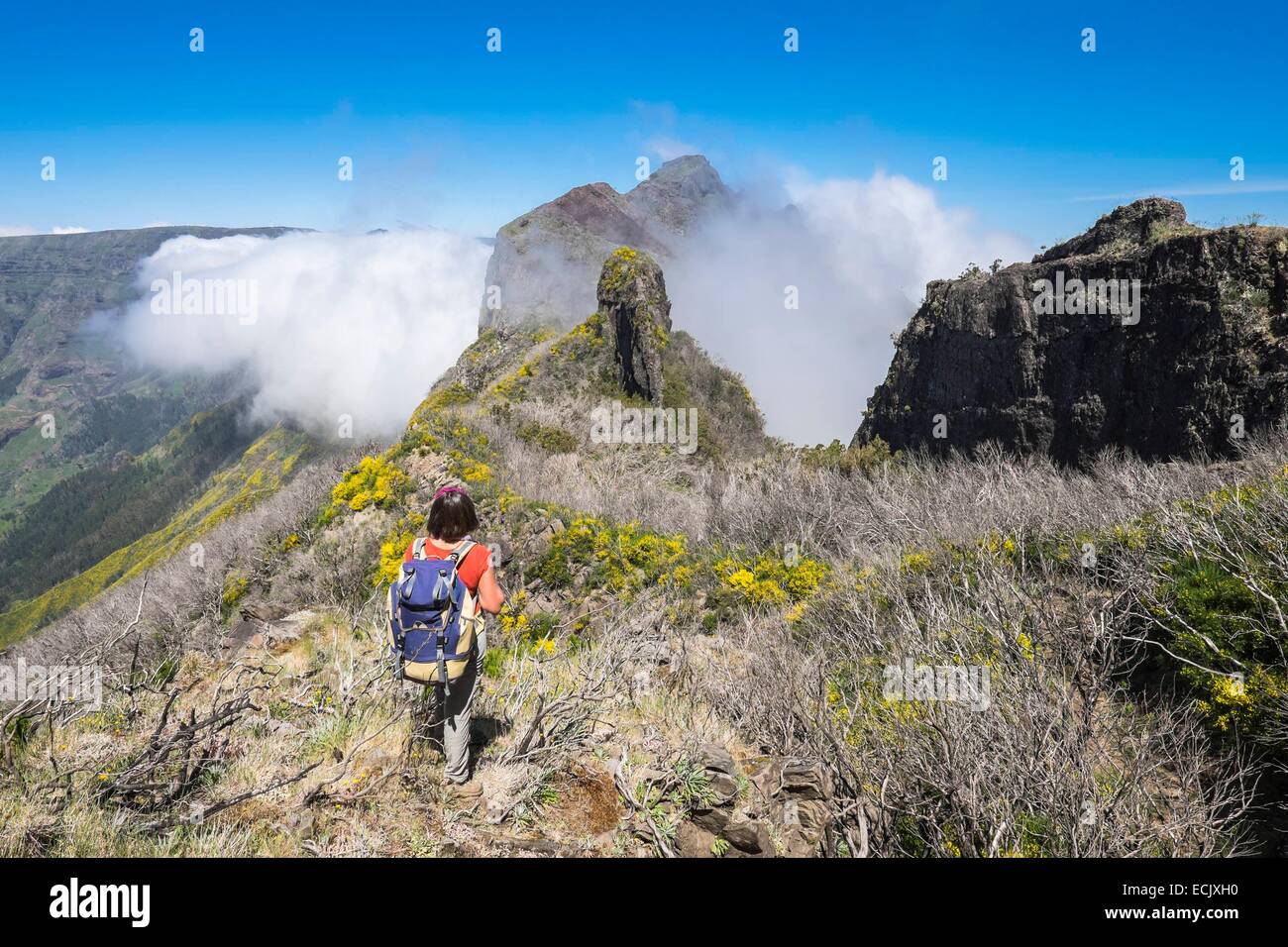 Il Portogallo, l'isola di Madeira, escursione da Encumeada di Curral das Freira, ricrescita della vegetazione dopo numerosi incendi Foto Stock