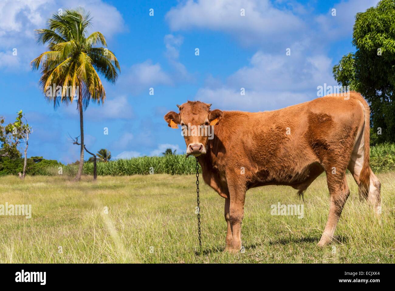 Francia, Guadalupa (Indie occidentali francesi), Marie Galante, Grand Bourg vitello in un campo Foto Stock
