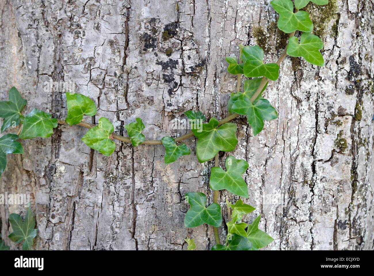 Francia, Doubs, Brognard matrice vegetale salendo su un tronco di albero Foto Stock