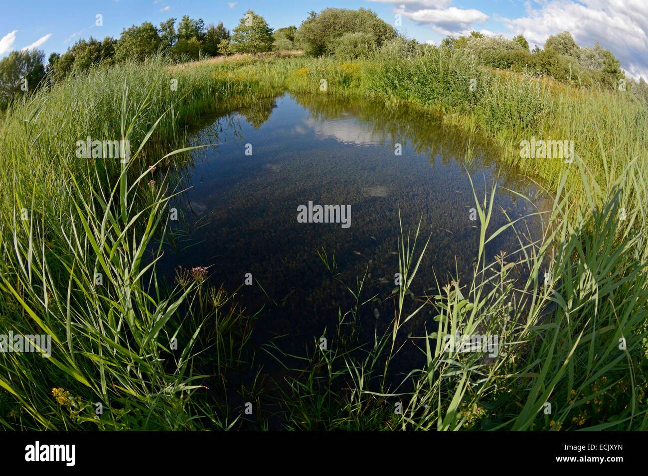 Francia, Doubs, naturale, area per Allan a Brognard, reed nastro attorno a un laghetto in primavera Foto Stock