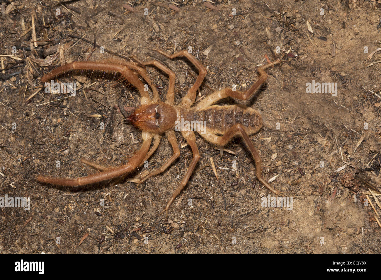 Camel Spider Famiglia: , Pune, Maharashtra, India Foto Stock