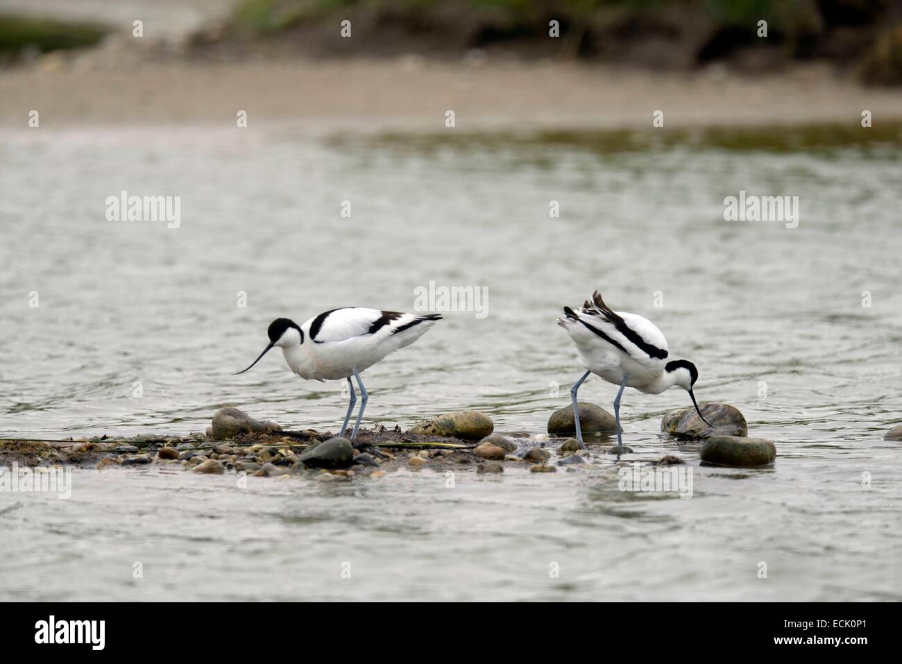 Francia, Somme, Baie de Somme, Saint Quentin en Tourmont, Marquenterre parco, avocetta (Recurvirostra avosetta), waders sul loro allevamento Foto Stock